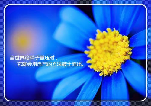 小说《他的小野猫》江肆月楠楠全本小说阅读