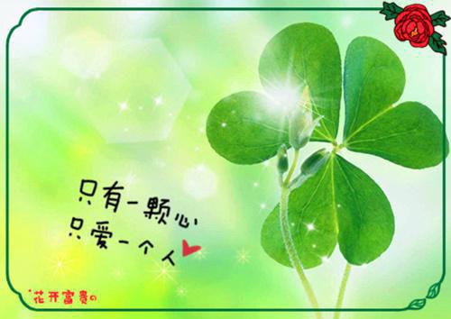 爱意似雾将散（苏瑾月程星河小说）全文免费阅读无弹窗大结局_（苏瑾月程星河）小说最新章节列表