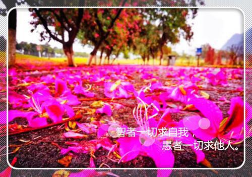 英文新年祝福