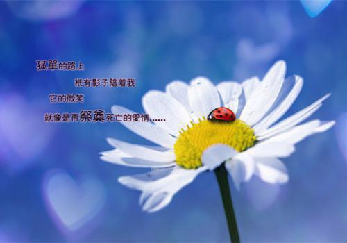 八零让爱如江水流远特别篇章节目录+章节前文（顾辞白沈心宜）TXT清爽版在线