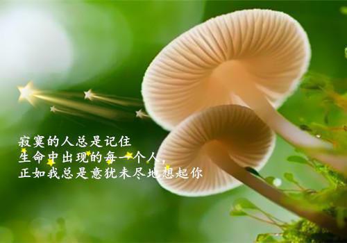 美人鱼经典对白