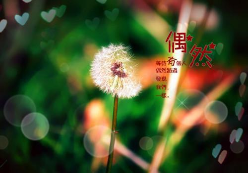 倾心一爱作文