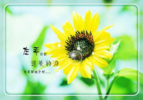 假太监：从攻略贵妃开始混迹六道大结局小说全章节阅读