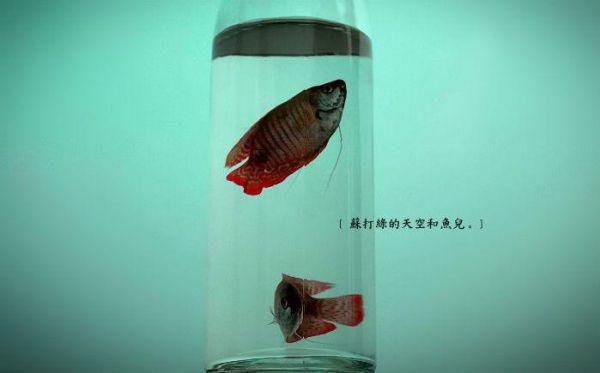 听尸小说结局 听尸小说干尸案凶手