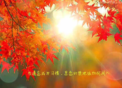 短篇小说《深宫赋》在线小说顾景洛司马晟互虐