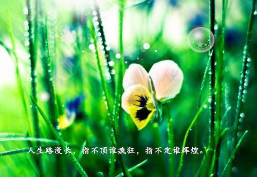 花朝慕容彦小说 花朝慕容彦风月负我千行泪免费阅读
