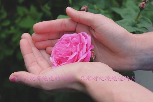 仰吻(女频)小说迟砚容栖无弹窗阅读