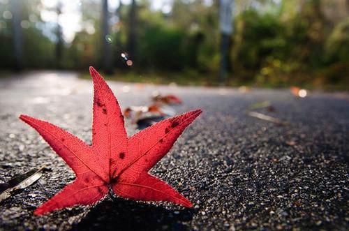 绝色女总裁的贴身高手秦阳小说都市秦阳林霜舞全文阅读