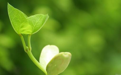 新上《总裁爹地拐回家》姜子芽小说免费阅读