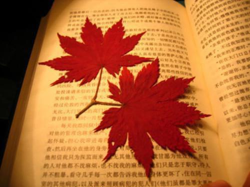 傅灼灼蔚蓝小说 傅灼灼蔚蓝免费阅读