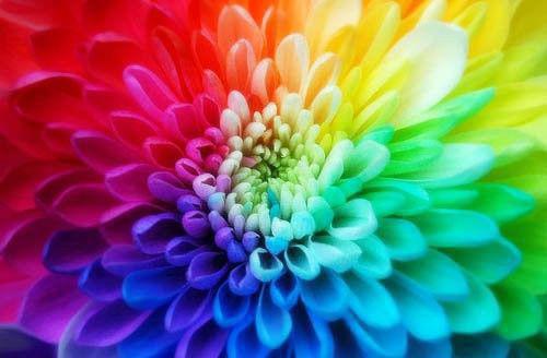 若只如刹那烟火小说(短虐文)苏九音夜寒初无弹窗阅读