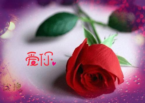 (抖音)唯愿此生不识君全本小说 卫耀婧婵月未删减阅读