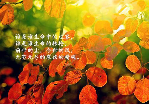 重生后王妃娘娘不想嫁精彩小说(热宫娘娘)全章节阅读