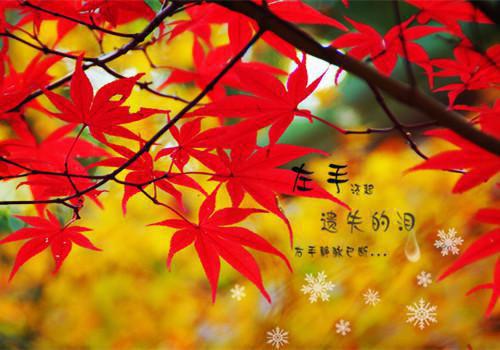 神医女帝全本小说 凌悠然风焰靑在线阅读