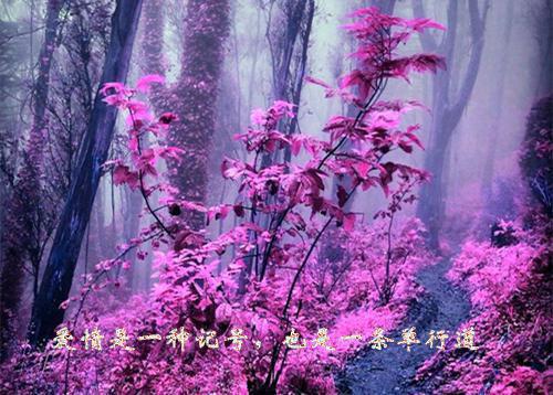 穿越成替嫁新娘小说(白木木)顾清汐陆天瑜无删节阅读