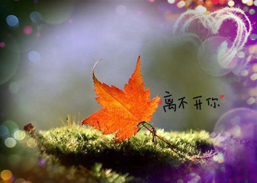 被雪狼夫君薅秃了怎么办小说辰冰全文阅读