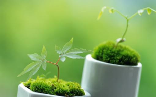 小说《沈芳菲陆临渊》全文免费阅读无弹窗-两个世界的人注定会走散在线赏析(沈芳菲陆临渊)