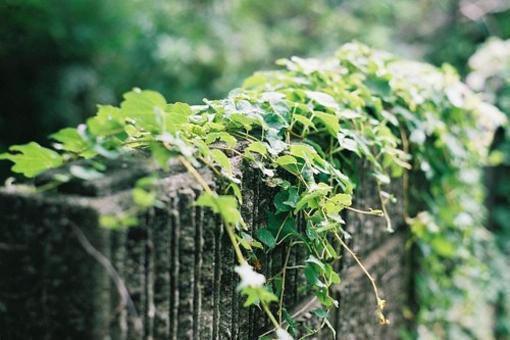 植树节黑板报画图片