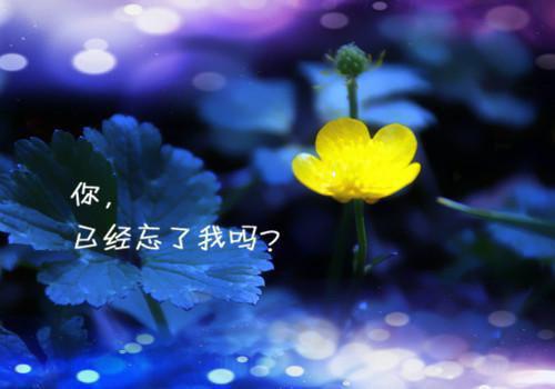 菊花谜语及答案