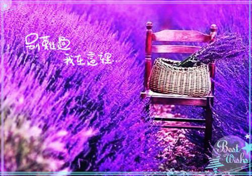 买小狗的小孩读后感