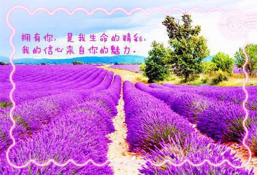 陵总追妻有点甜免费小说金秋全文阅读