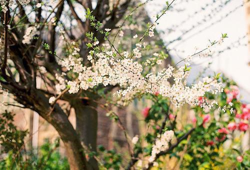 歌颂者的小说_傻丫头有空间花妮花明小说阅读