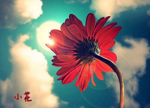 沈奕夏秦胤枭全章节_掉马后舔狗前夫成了粘人精小说阅读