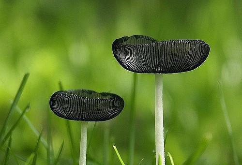 风雨浓胭脂乱古代小说楚玉儿允褆全集阅读