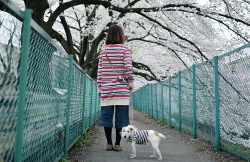 夏念初容辰叶里小狼嚎在线阅读-夏念初容辰全文免费阅读