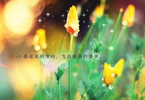 赞美爱情的诗句