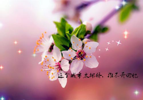 穿书满眼星辰都是你小说阮婷婷庄少良全本阅读