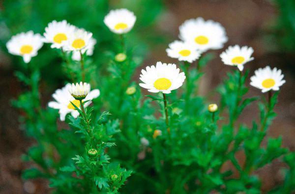 重生八零神医小媳妇精彩小说(夏染雪)全章节阅读