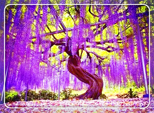 凤言小说(连载中)沐元溪沈辞无删减阅读