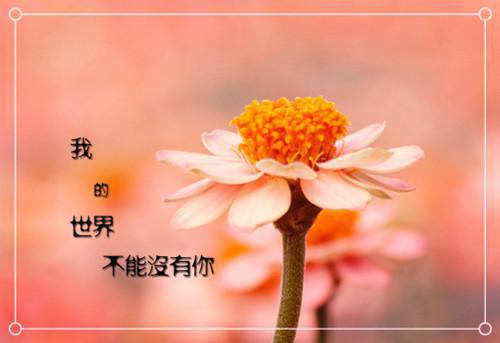 萧遇辰曲瑶小说 萧遇辰曲瑶楚清歌全文阅读
