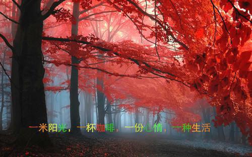599132江梦娴连羲皖 599132江梦娴全文阅读