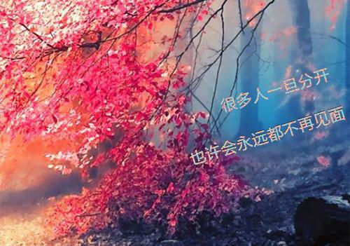 重生之惊世凰后小说向挽清叶纪棠无广告阅读