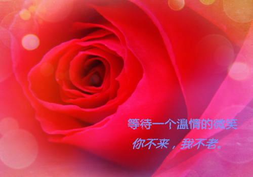 敢与大佬签契约南栀,容忱言全文小说第1章免费阅读