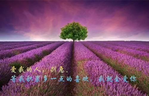 容我少年张扬枯萎时光小说全集 沈薇陆行舟无弹窗阅读