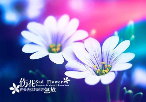 曾经深情如今恨小说(古代)卿酒酒公仪斐邬沉央全集阅读