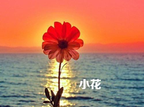 虐文他连敷衍的心都没了无广告 凌雪瑶东辰玉芙小说在线阅读